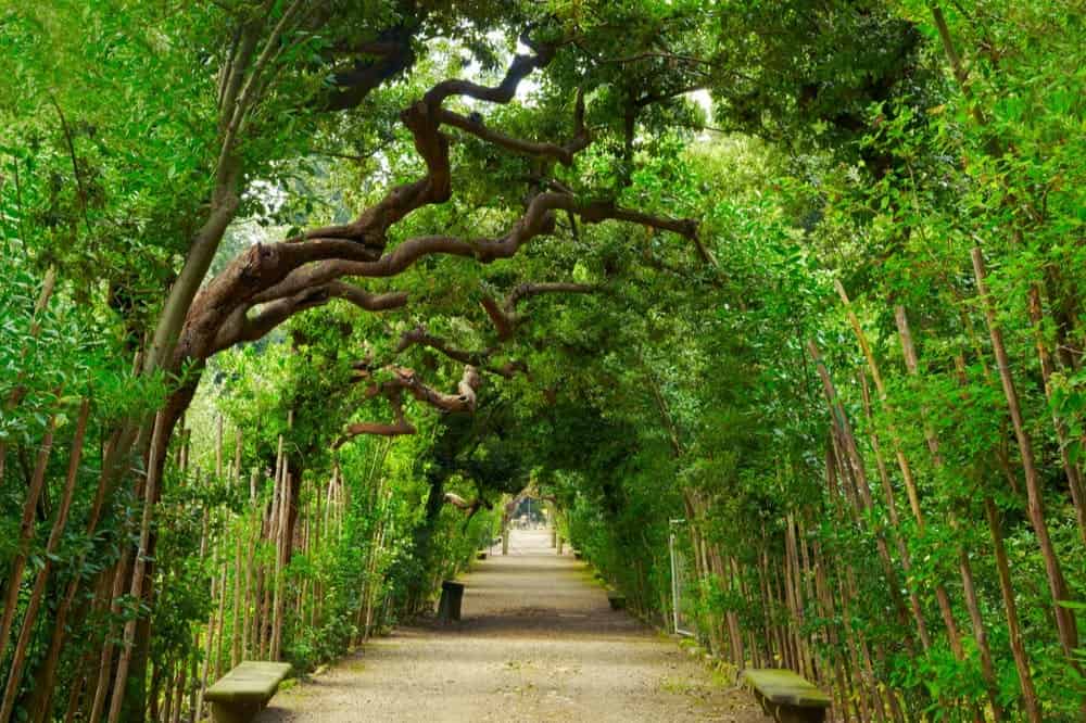 Lush garden pathway under arched trees